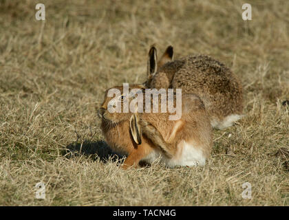 Brown hare, islay, Scotland Stock Photo