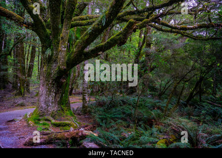 Moss covered trees and in temperate rainforest along Blue Pools Track South Island, New Zealand Stock Photo