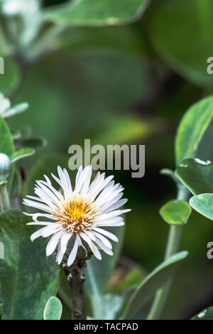 Marlborough Rock Daisy, Pachystegia insignis is a species of flowering plants in the daisy family, Asteraceae. It is endemic to New Zealand. Stock Photo
