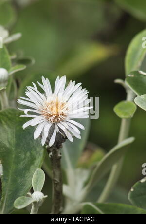 Marlborough Rock Daisy, Pachystegia insignis is a species of flowering plants in the daisy family, Asteraceae. It is endemic to New Zealand. Stock Photo