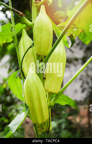Okra plant - fruit of green okra on tree in natural garden Stock Photo