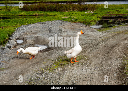 Chinese Geese At Nile Lake In The Colville National Forest. Stock Photo