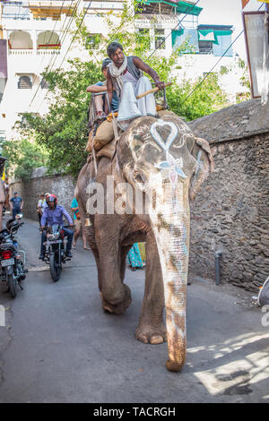 A elephant on a small street in Udaipur, India. Stock Photo