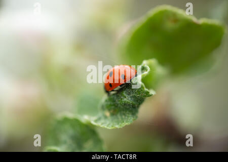 Red ladybug on apple tree leaf macro close-up Stock Photo