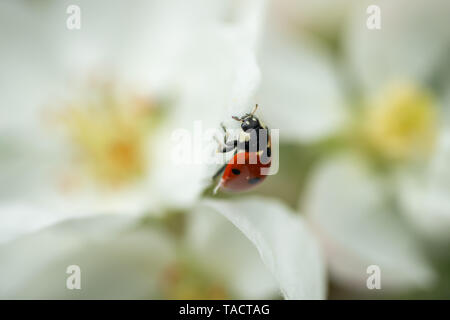 Red ladybug on apple tree flower macro close-up Stock Photo