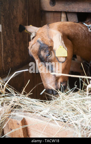 brown goat in stable eating hay Stock Photo