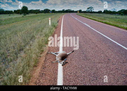 Decayed corpse of dead kangaroo at roadside, killed on remote highway ...