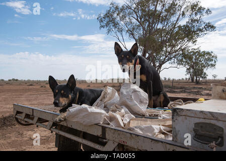 Two working Australian Kelpie dogs intently watch their owner from the back of a farm ute and await a command. Stock Photo
