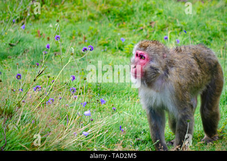 An adult Japanese macaque or snow monkey in a pasture Stock Photo