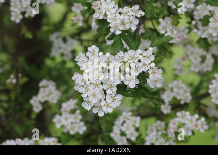 South Pennine trees Stock Photo