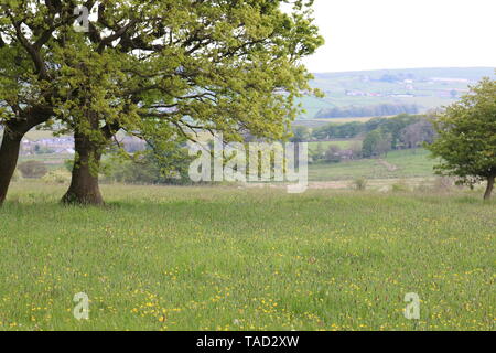 South Pennine trees Stock Photo