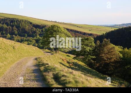 South Pennine trees Stock Photo