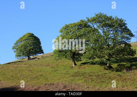 South Pennine trees Stock Photo