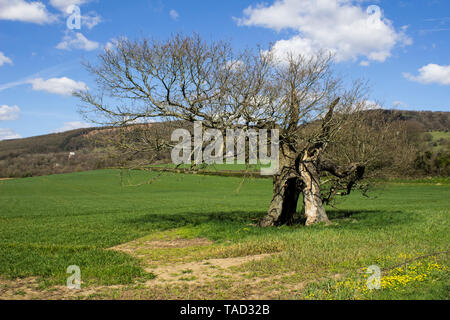 Lonely tree in a field that has been hit by lightening Stock Photo