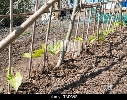 Young runner beans, variety Armstrong, planted against canes in an allotment garden, England, UK Stock Photo