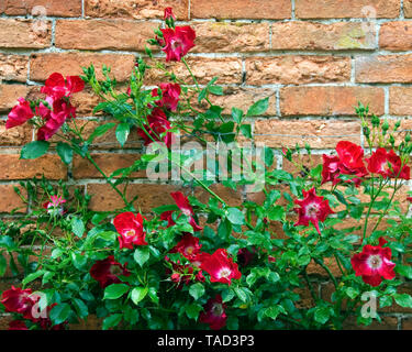 Rosa 'Dortmund' Stock Photo
