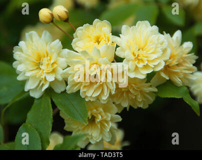 Rosa banksiae 'Lutea is a  lovely rambling rose with graceful sprays of small, double, deep yellow flowers in April and May. Stock Photo