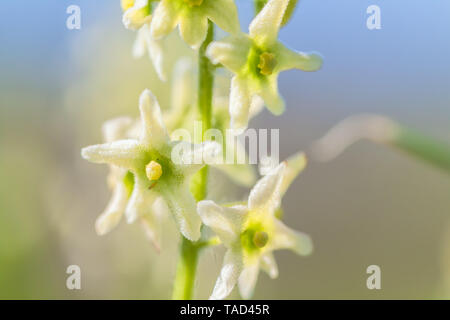 Point Reye Flower Bloom California manroot flowers (Marah fabacea), Point Reyes National ...