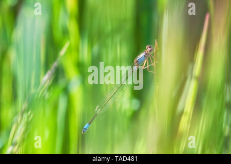 Female Pacific forktail, Ischnura cervula, perches among the grass in Point Reyes National Seashore, California, United States. Stock Photo