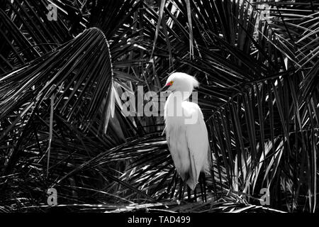 Black and White image Snowy Egret color in lores and eye Stock Photo