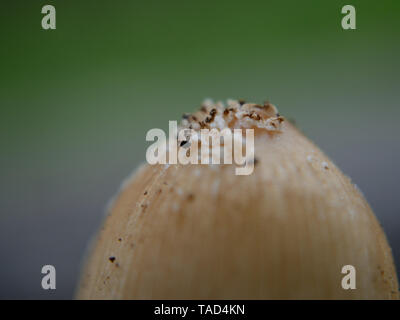 Close up of Coprinellus mushroom Stock Photo