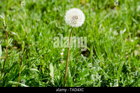 Taraxacum, dandelion turned into 'ready for flight' seeds in the grass daytime at spring Stock Photo