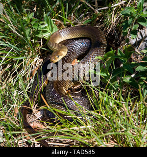 Austria, Salzkammergut, Aesculapian snake in grass Stock Photo