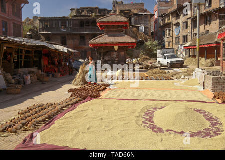 Clay pottery and harvested rice drying in sun next to Hindu shrine in Pottery Square, Bhaktapur, Kathmandu Valley, Nepal Stock Photo