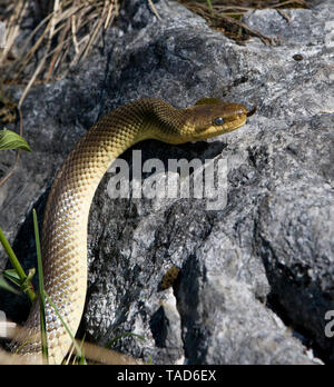 Austria, Salzkammergut, Aesculapian snake on rock Stock Photo