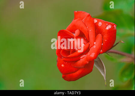 Red Rose. Red Rose. Beautiful red rose with morning dew on the petals taken with shallow depth of field. Stock Photo
