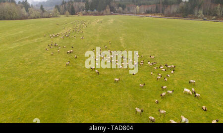 Aerial perspective of wild Roosevelt Elk feeding as a group in the Oregon coastal mountains Stock Photo