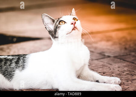 Amazing, fantastic and beautiful cat on the house sidewalk looking up Stock Photo