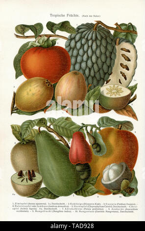 Tropical fruits: Cinnamon apple (Anona squamosa). 1 a. section, 2.persimmon fig (Diospyros persimmon). 3. Guajave (Psidium Guajava). 4. Malay apple or jambuse (Syzygium malaccense Syn. Jambosa domestica). 5. star apple (Chrysophyllum Cainito), average. 6. Achras Sapota. 6a. section 7. Advocate pear (Persea gratissima). 8. anacard (Anacardium occidentale). 9. mango fruit (Mangifera indica). 10. mangosteen (Garcinia mangostana), section ,  (economy book, 1915) Stock Photo