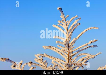 The branches of the bush in the frost, as if enchanted, are illuminated by gentle sunlight against a blue sky.