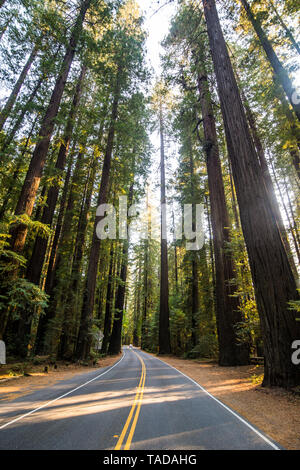USA, California, road leading through the redwood trees Stock Photo