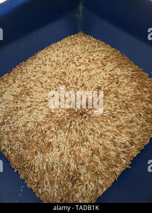 Thai brown rices are in from the paddy separator machine. In rice milled Stock Photo