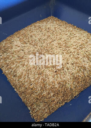 Thai brown rices are in from the paddy separator machine. In rice milled Stock Photo