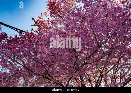 Beautiful purple lilac blooming in the park Stock Photo