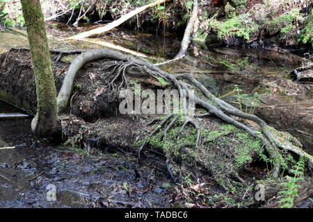 Photograph of a tree in a rainforest in Canada that is growing above ground Stock Photo