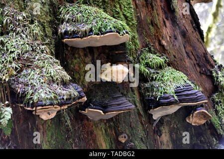 Photograph of red belt conk mushrooms growing on trees in a rainforest