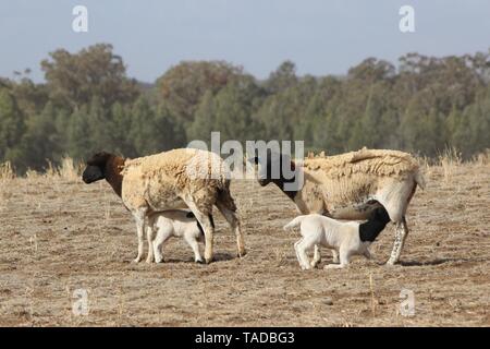 Multi colored sheep with lambs in drought in NSW Australia Stock Photo