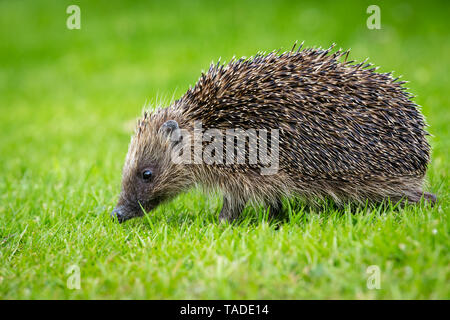 Hedgehog, (Scientific name: Erinaceus Europaeus) wild, native, European hedgehog in natural garden habitat.  Green lawn and green blurred background.  Stock Photo