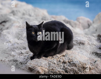 black cat sitting on rock by the sea Stock Photo