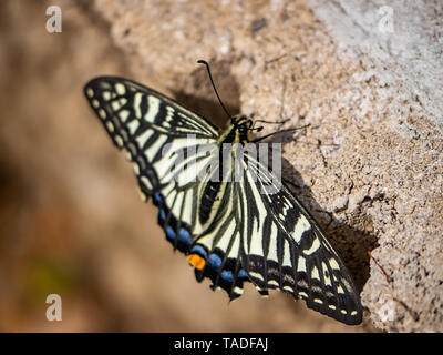 A chinese asian swallowtail butterfly, papilio xuthus, rests on the ground between feeding on flowers. Stock Photo