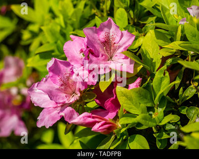 Pink Azaleas bloom as part of a decorative hedge row beside an apartment complex in Japan. Stock Photo