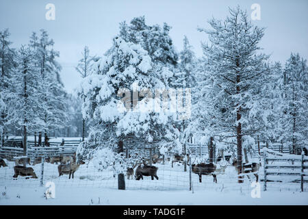 Reindeer, Winter Snow Forest at Finnish Saami Farm in Rovaniemi, Finland, Lapland at Christmas. At the North Arctic Pole. Stock Photo