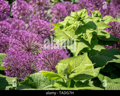 Giant Alliums in boarder with large green foliage. Stock Photo