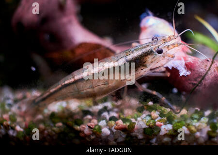 An Amano shrimp feeding on a dead red phantom tetra in a home aquarium. Stock Photo