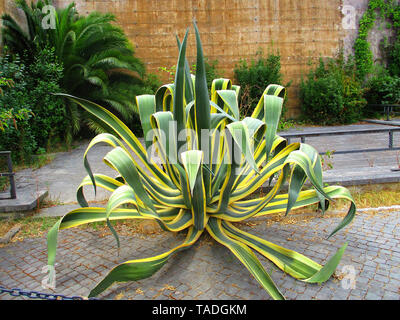 Fleshy rosette of the large century plant Agave americana marginata-aurea 'Variegata'. Tropical exotic decorative plant in the garden close up Stock Photo