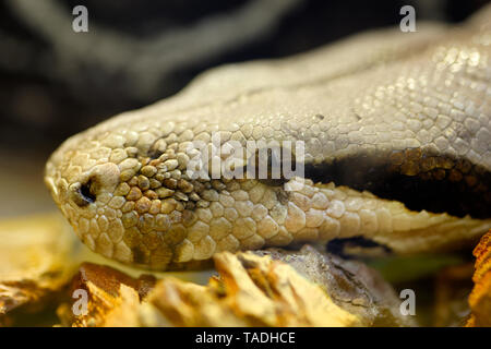 Animals: big snake portrait, close-up shot Stock Photo
